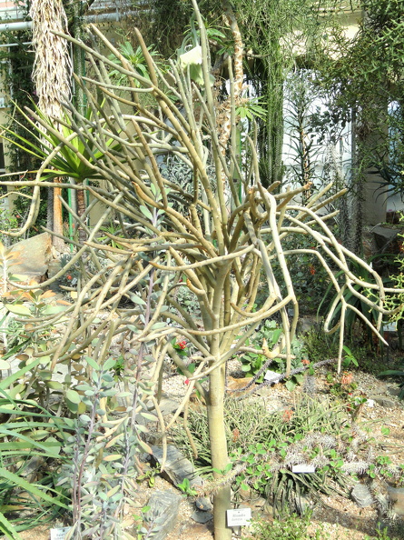 Plant_Alluaudia_dumosa_Drake_6_OUTSIDE_IN.jpg