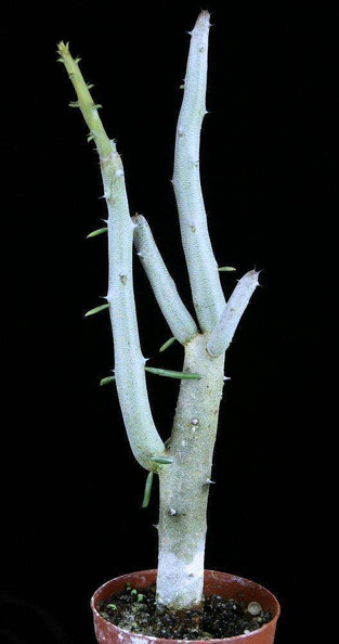 Plant_Alluaudia_dumosa_Drake_cutting_rooted.jpg