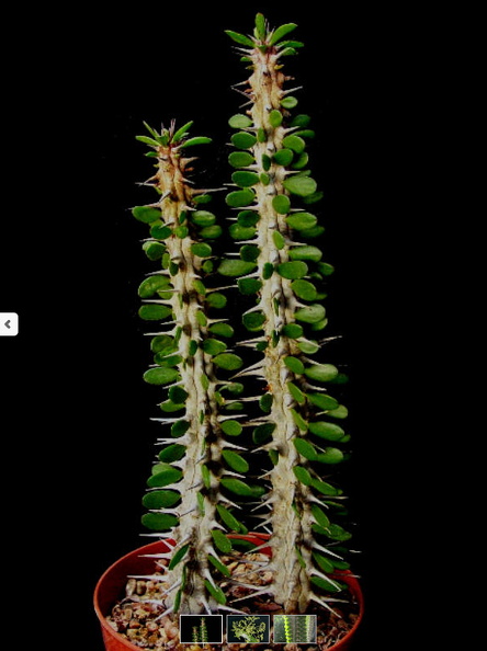 Plant_Alluaudia_procera_False_Ocotillo_sticks_2_OUTSIDE_IN.jpg