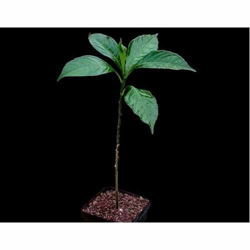 Plants_Adansonia_rubrostipa_baobab_seedling_OUTSIDE_IN.jpg