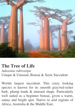 Baobab_Tree_of_Life.jpeg