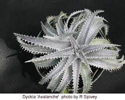 plants bromelaid dyckia avalanche  OUTSIDE IN.jpg