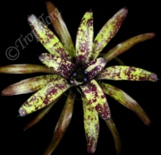 Plants Bromeliad Neoregelia Wine and Gold 9 OUTSIDE IN